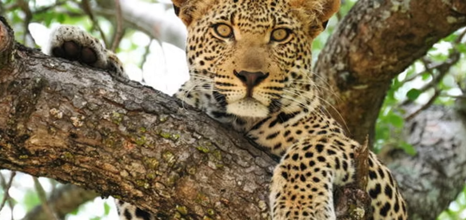 Mohlabetsi Safari Lodge WS_2