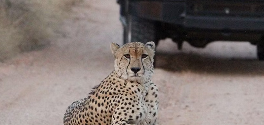 Mohlabetsi Safari Lodge WS_4