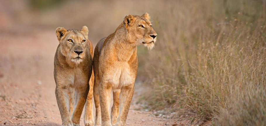 Kapama River Lodge WS_14